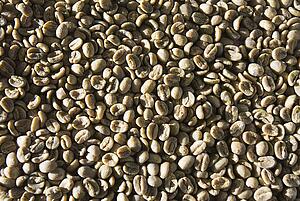 Green unroasted coffee beans