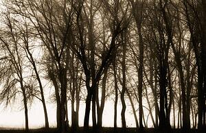 Silhouetted trees