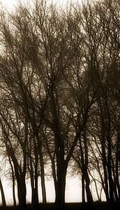 Silhouette of trees