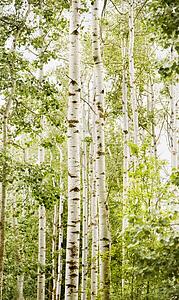 Forest of birch trees