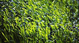 Grass