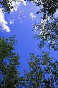 Low angle of tree tops