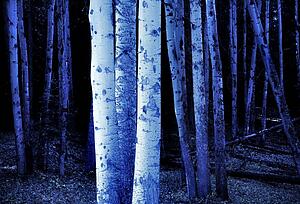 Tree trunks