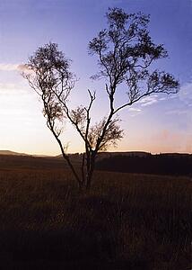 Silhouette of a tree