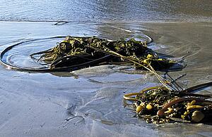 Seaweed 