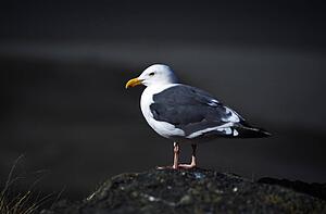 Herring Gull