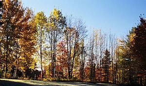 Fall forest