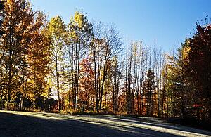 Fall forest