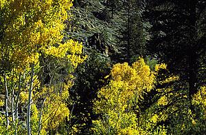 Aspen tree tops