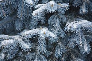 Blue Spruce branches covered in snow 