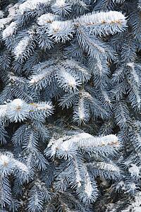 Blue Spruce branches covered in snow 
