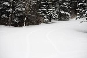 Fresh snowfall
