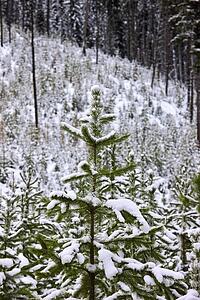 Snow covered forest 