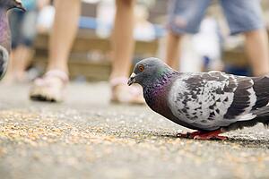 Bird eating seeds