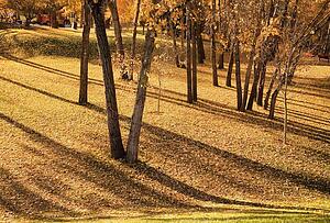 Autumn trees