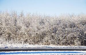 Bushes covered in frost