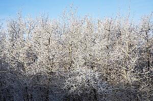 Trees covered in frost