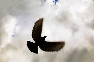 Bird in flight
