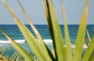 Florida Keys seen through a plant