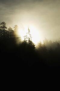 Sun shining through the mist