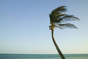 Palm tree blowing in the wind in the Florida Keys