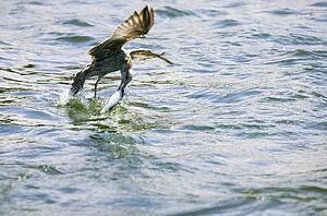 Bird catching a fish from water