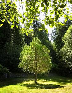 A tree set apart from the other trees