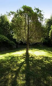 A tree set apart from the other trees