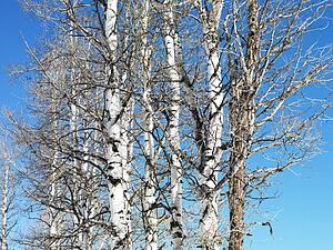 Group of trees with blue sky in background.