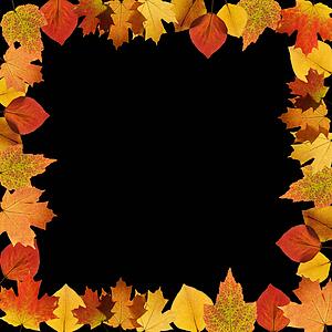 Frame composed of Sugar Maple leaves on black background.