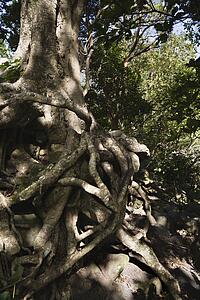 Close up of tangled roots of tree.