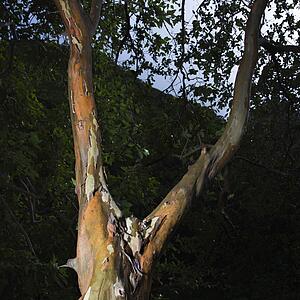 Close up of bark and branches of tree.