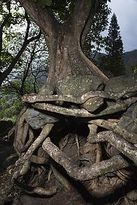 Close up of tangled roots of tree.