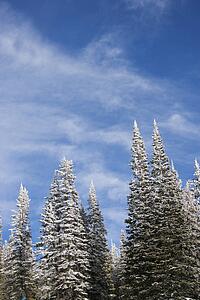 Snow covered pine trees with blue sky in background. 