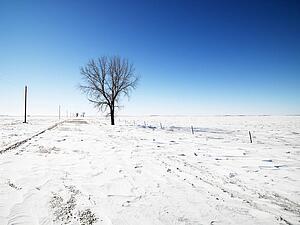 Tree in snow covered landscape with blue sky in background.