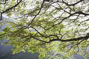 Image of tree branches with mountains in background in Iao Valley State Park in Maui, Hawaii.