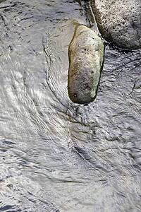 Close up of running water in Iao Valley State Park in Maui, Hawaii.