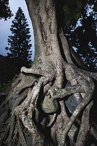 Close up of tangled roots of tree.