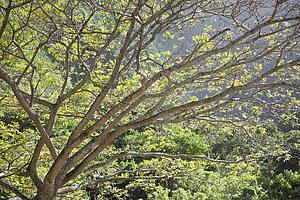 Image of tree branches with mountains in background in Iao Valley State Park in Maui, Hawaii.