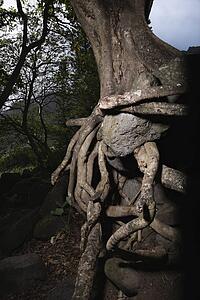 Close up of tangled roots of tree.