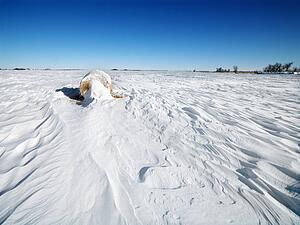 Hay bale in snow covered field with blue sky in background.