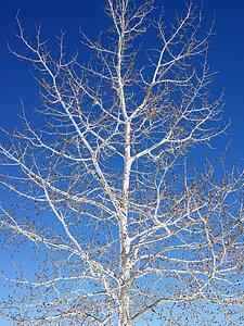 Tree against blue sky background.