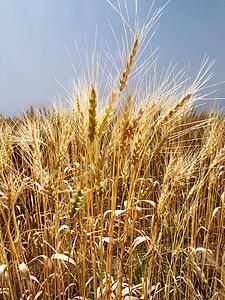 Field of wheat ready for harvest against blue sky.