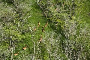 Aerial view of herd of running deer in Maui, Hawaii.