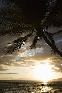 Palm tree silhouetted against sun setting over Pacific ocean in Maui, Hawaii with island in background.