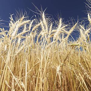 Worms eye view of golden wheat field ready for harvest against blue sky