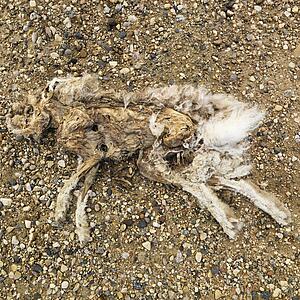 Dead and decomposed rabbit.
