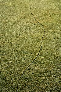Aerial view of narrow pathway through marsh with abundant green foliage.