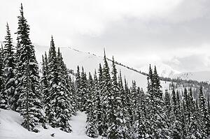 Snow covered trees on side of mountain.