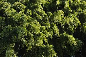 Birds eye view of green foliage of trees.